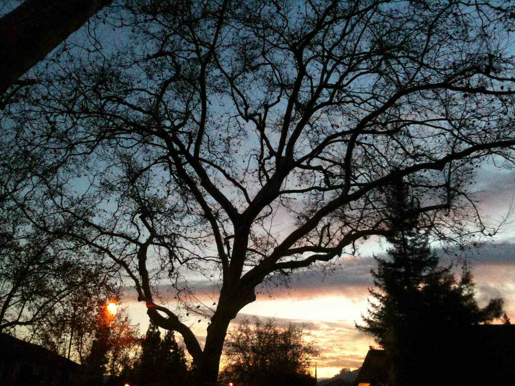 tree with sunset