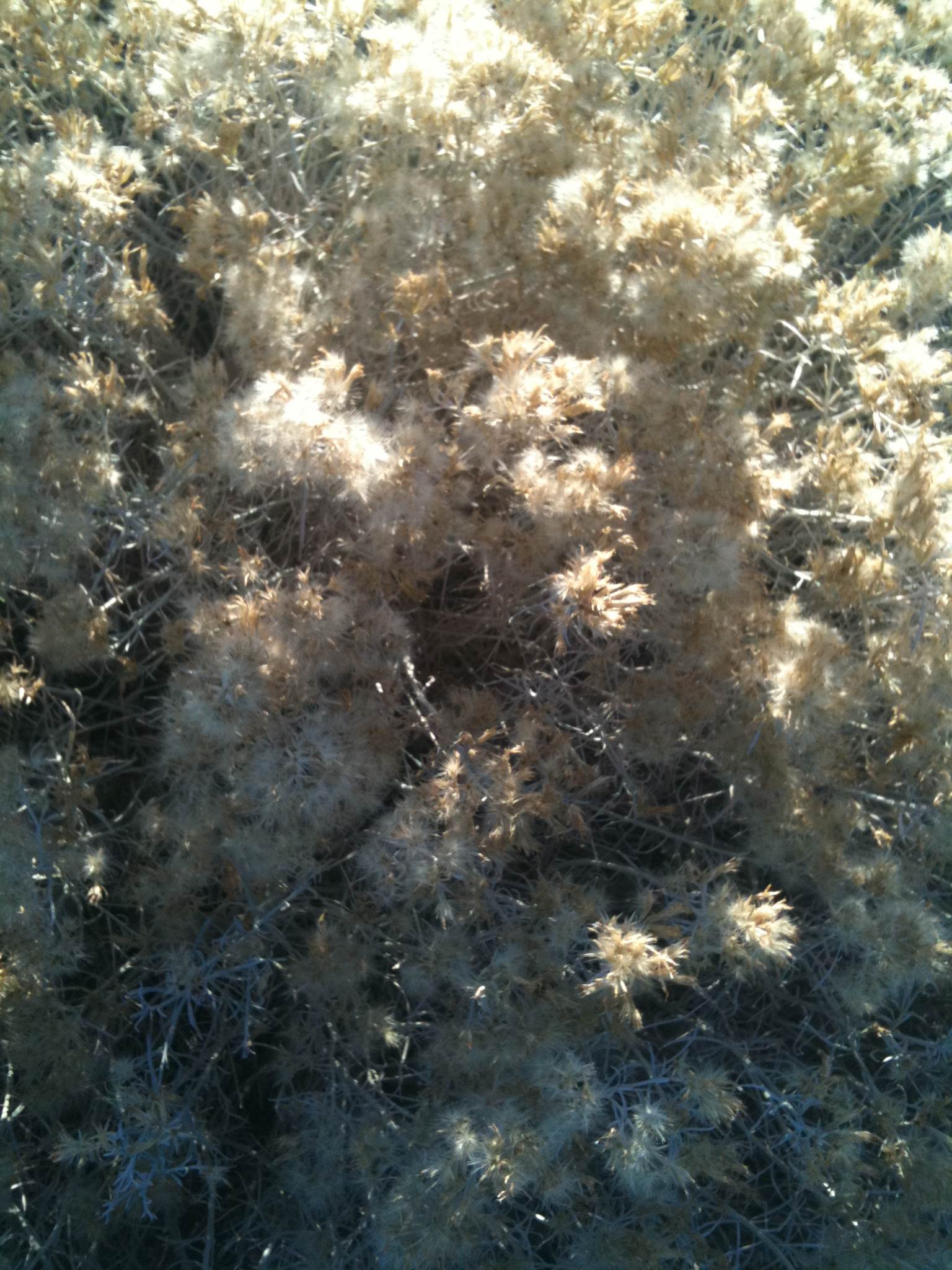 grasses with seed pods